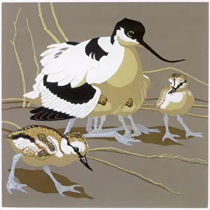Chicks: Avocet and Chicks