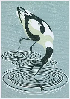 Gillmor: Avocet feeding