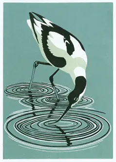 Curved: Avocet Feeding