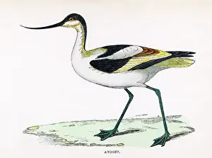 Avocet: AVOCET (MORRIS)