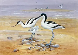 Benger: Avocets
