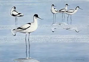 Turvey: Avocets