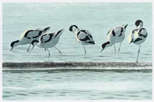 Gillmor: Avocets