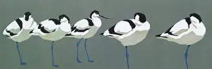 Linocut: Avocets