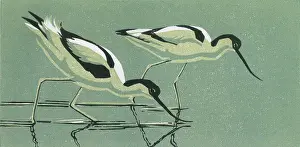 Curved: Two Avocets