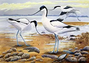 Benger: Avocets ? three avocets on rocky shore