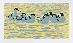 Ripples: Avocets, Early Morning