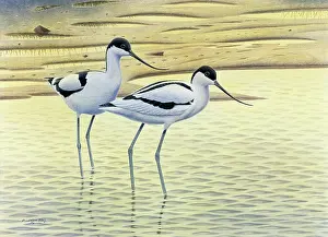 Beaks: Avocets, Evening Light