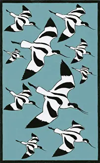 Towel: Avocets in Flight - Design for a Tea Towel