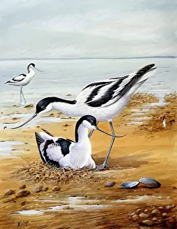 Seabirds: Avocets ? nesting on beach
