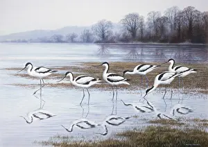 Parry: Avocets ' Wintering