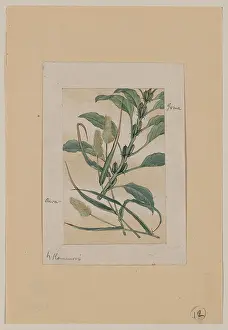 Millet: Awa - goma