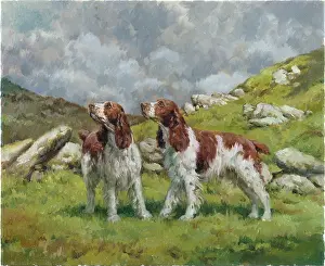 Springer: Awaiting Instructions ' 2 Springer Spaniels