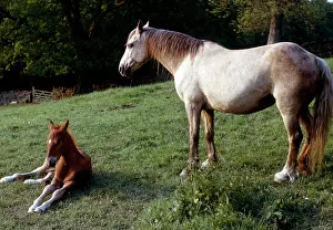 Windermere: Awake at Last! ' mare and foal