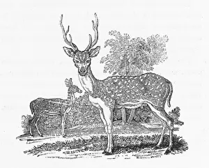 Ganges: AXIS OR GANGES STAG