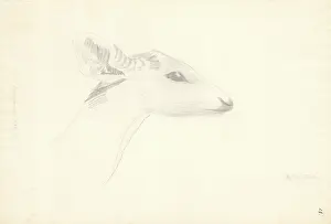1754 1794: Axis porcinus, hog deer