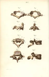 Corbie: Axis and vertebrae