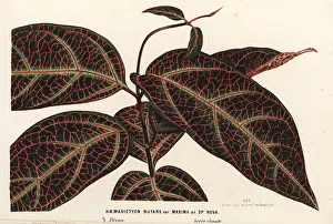 Narcotic: Ayahuasca or yaje, Prestonia quinquangularis