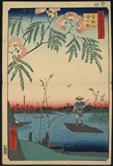 Mimosa: Ayase river and Kanegafuchi