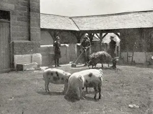 Tending: Aylesbury Borstal Inmates - Farm Work