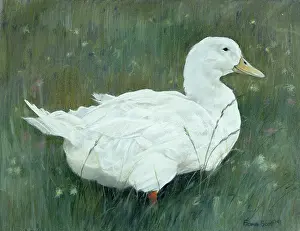 Aylesbury: Aylesbury Duck ' one white duck on grass