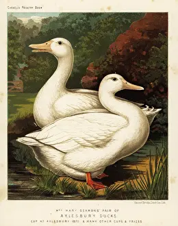 Meleagris: Aylesbury ducks