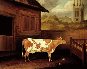 Heifer: Ayreshire Heifer Outside a Byre