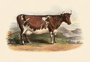 Ayrshire: Ayrshire Breed
