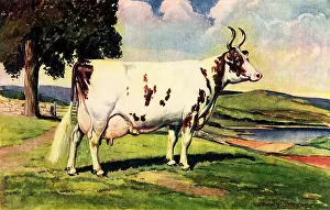Ayrshire: Ayrshire Cow