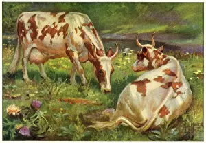 Ayrshire: Ayrshire Cows