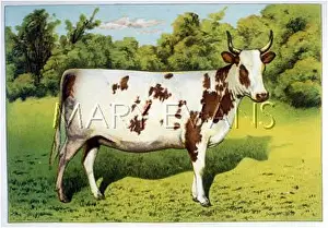 Heifer: AYRSHIRE HEIFER NELLIE