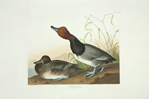 Redhead: Aythya americana, redhead
