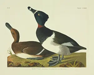 Necked: Aythya collaris, ring-necked duck