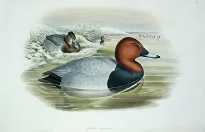 Aythya: Aythya ferina, common pochard