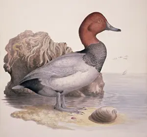 Webbed: Aythya ferina, common pochard