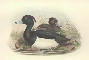Tufted: Aythya fuligula, tufted duck