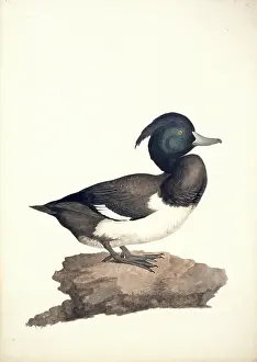 Webbed: Aythya fuligula, tufted duck