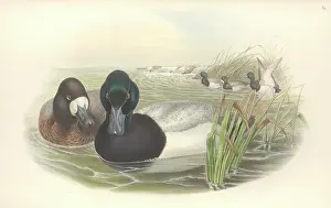 Anseriformes: Aythya marila, greater scaup