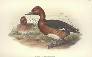 Aythya: Aythya nyroca, ferruginous duck