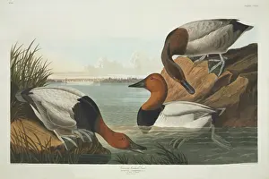 Aythya: Aythya valisineria, canvasback