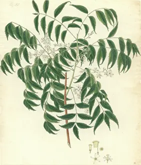 Indica: Azadirachta indica, neem