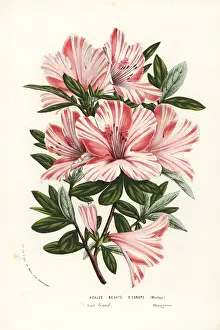 Azalea: Azalea hybrid, Beaute d'Europe, Rhododendron indicum