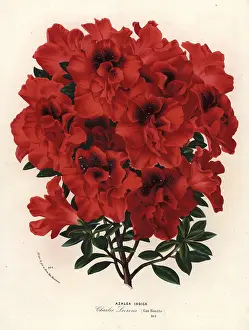 Indica: Azalea hybrid, Charles Leirens, Rhododendron indicum