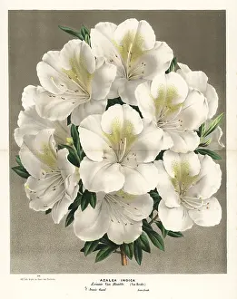 Azalea: Azalea hybrid, Rhododendron indicum