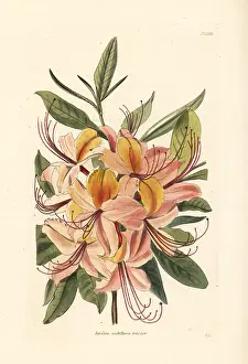 Azalea: Azalea nudiflora tricolor