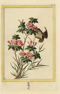 Marquet: Azalea, Rhododendron indica