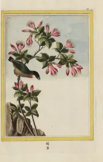 Marquet: Azalea, Rhododendron indicum