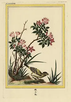 Marquet: Azalea, Rhododendron species