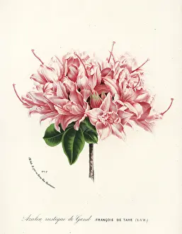Rustique: Azalea rustique de Gand, Rhododendron indicum
