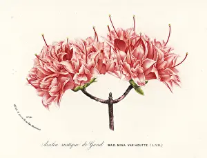 Rustique: Azalea rustique de Gand, Rhododendron indicum